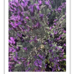 Image of lavender from Pres message